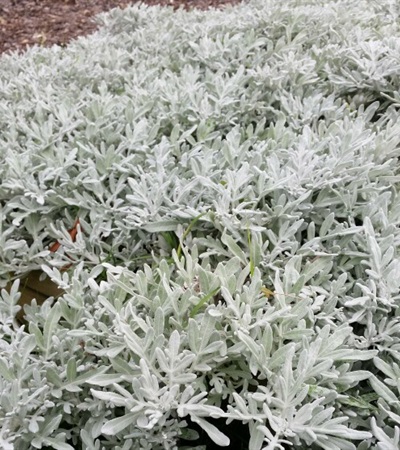 Wormwood Silver Bullet®